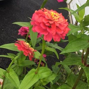 Meet your Posher, Alexandra